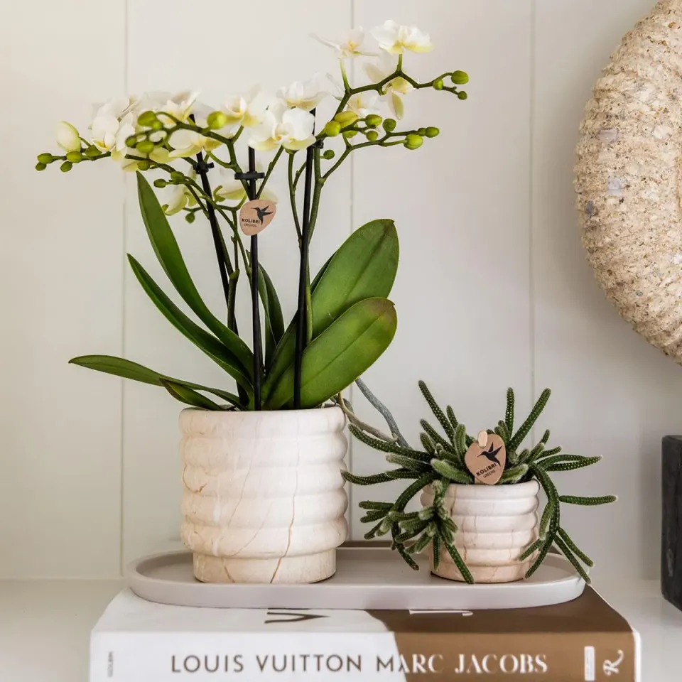 Plant and Stories cache-pot céramique effet marbre clair lot 3