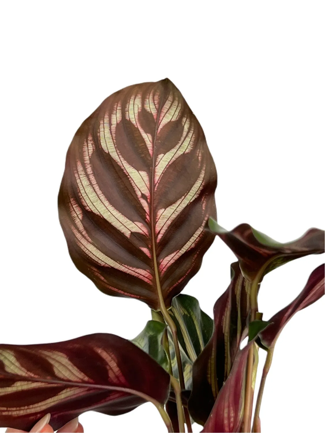 Plant and Stories Makoyana calathea pot 6 cm paon