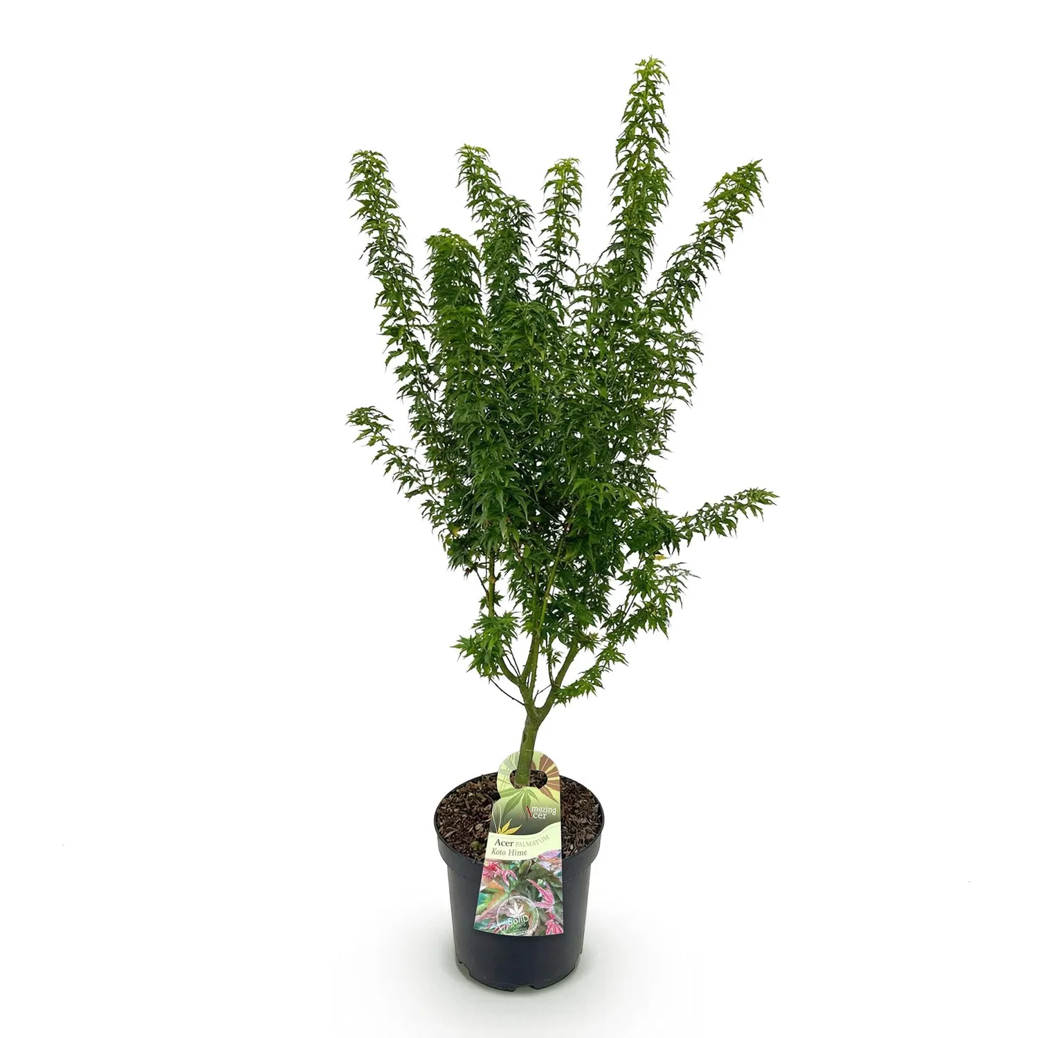 Plant and Stories Érable Japon Koto Hime arbuste pot 26cm 90cm
