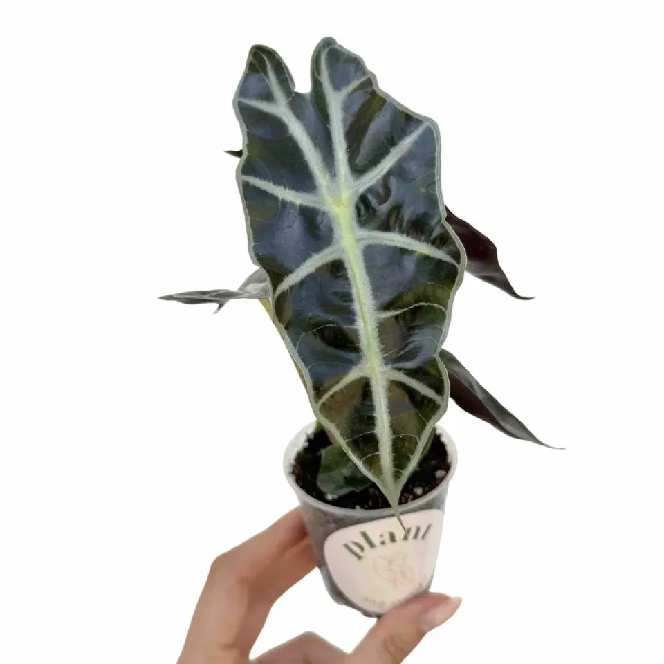 Plant and Stories Alocasia Polly plante pot 6 cm nervures blanches