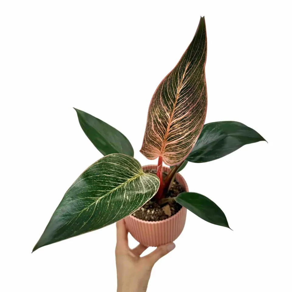 Plant and Stories Philodendron Pink Birkin plante pot 6 cm rayée