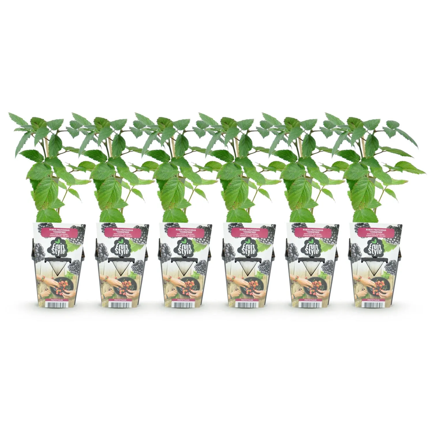 Plant and Stories mûre Thornfree ronce 3 plants sans épines
