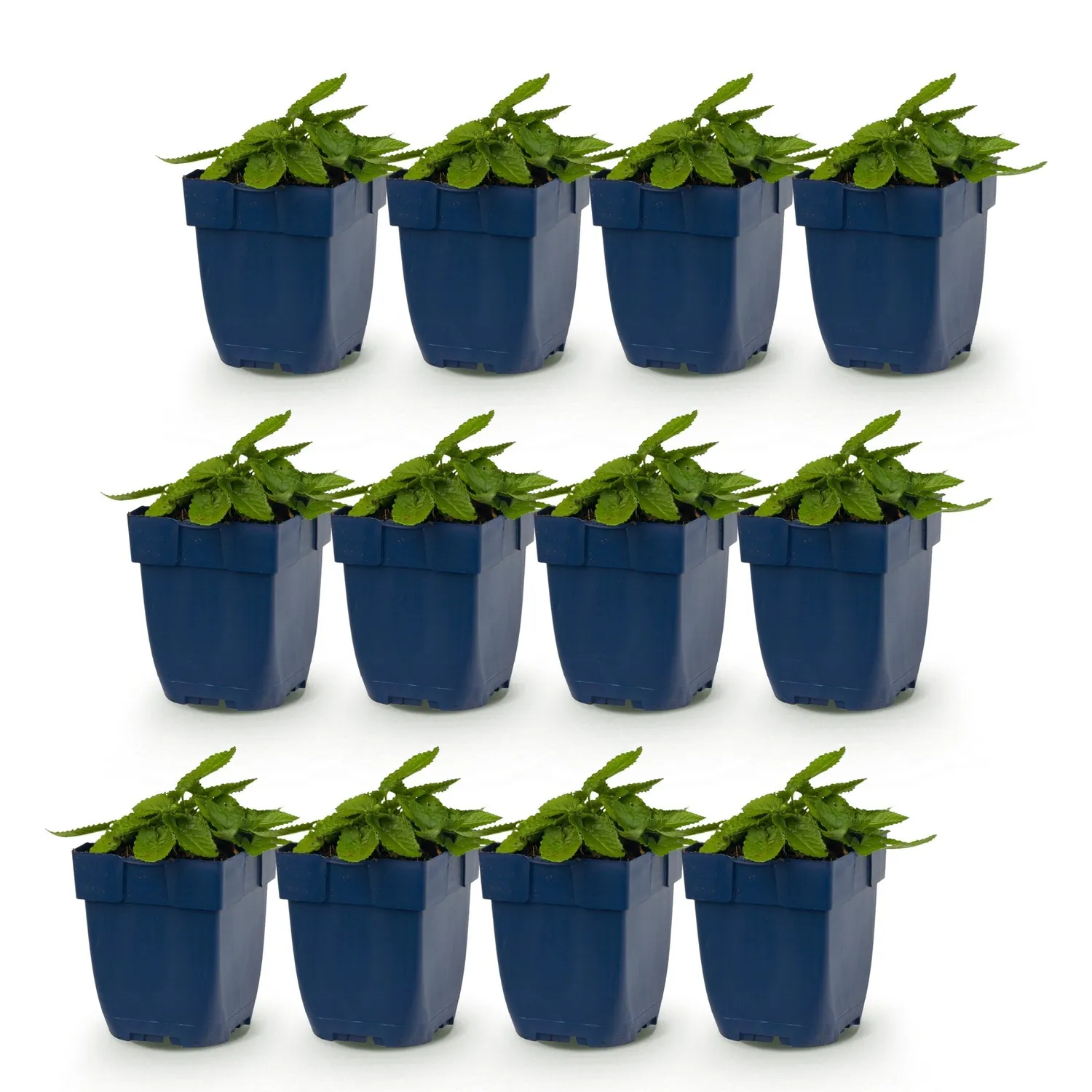 Plant and Stories Stachys Ukkie couvre-sol argenté 25 cm