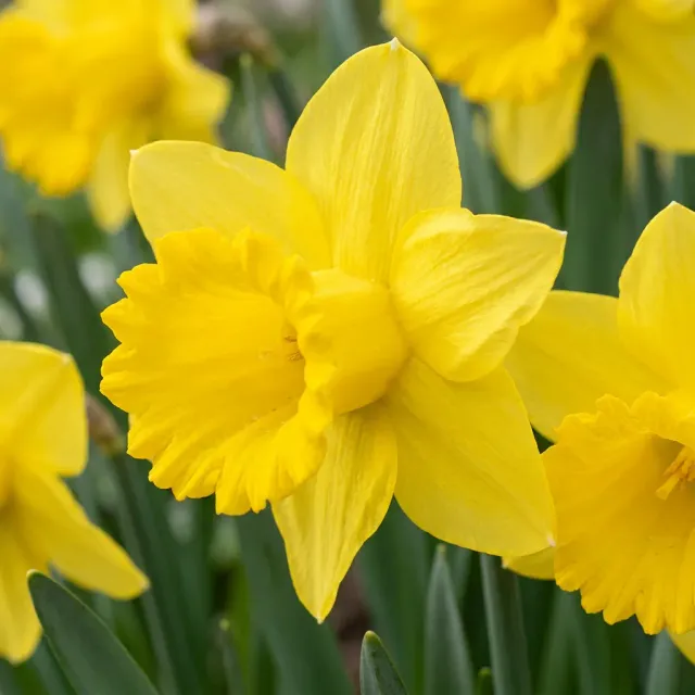 Plant and Stories Narcisse jaune bulbes 70 bulbes calibre 10/12