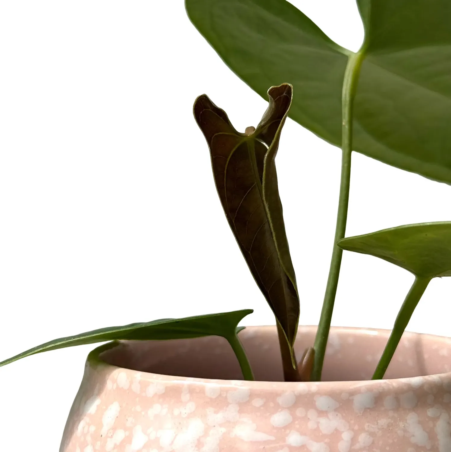 Plant and Stories Anthurium Napo plante d’intérieur pot 8cm velours