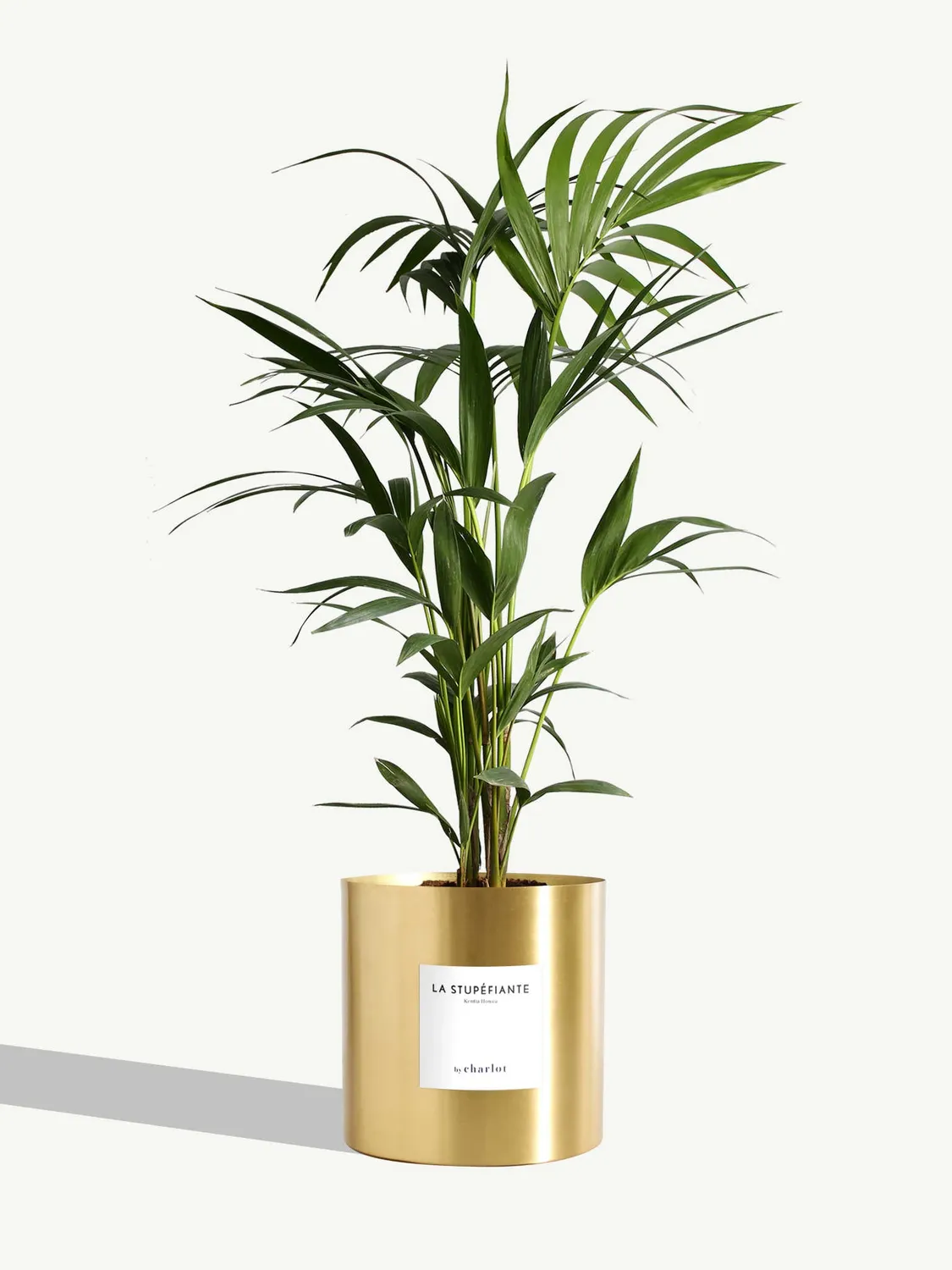 By Charlot La Stupéfiante palmier Kentia grande plante