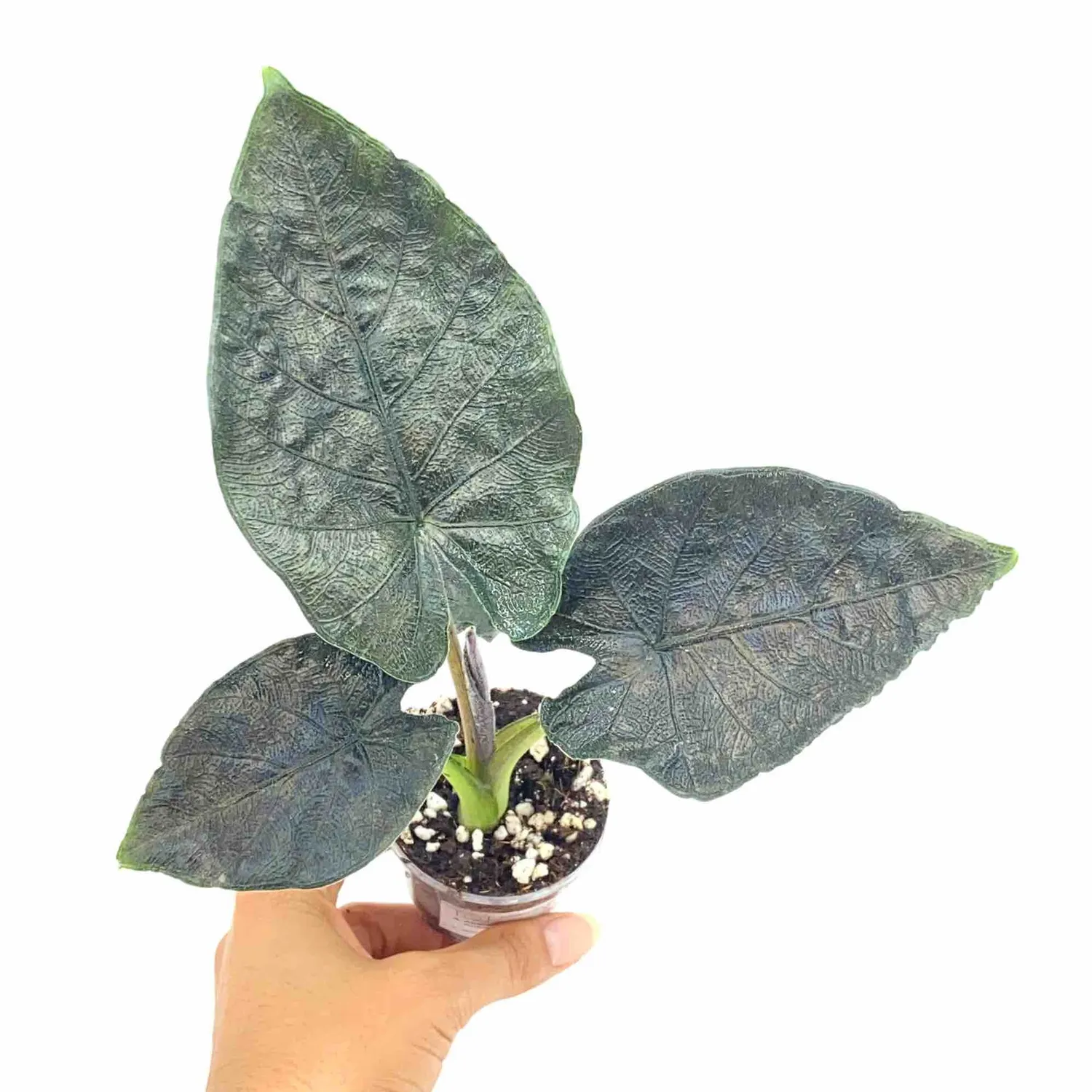 Plant and Stories Antoro Velvet alocasia 6 cm feuilles veloutées