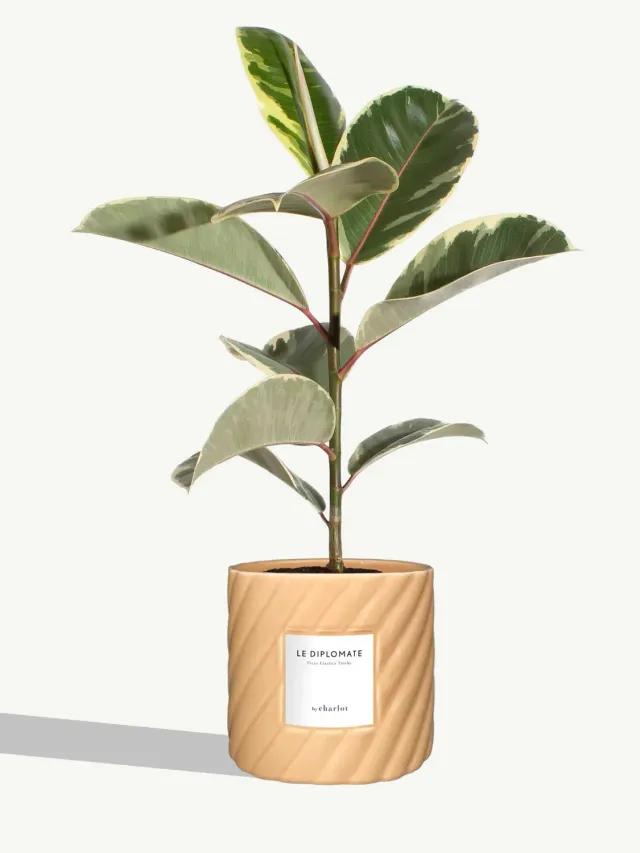 By Charlot Le Diplomate plante verte ficus pot 14 cm