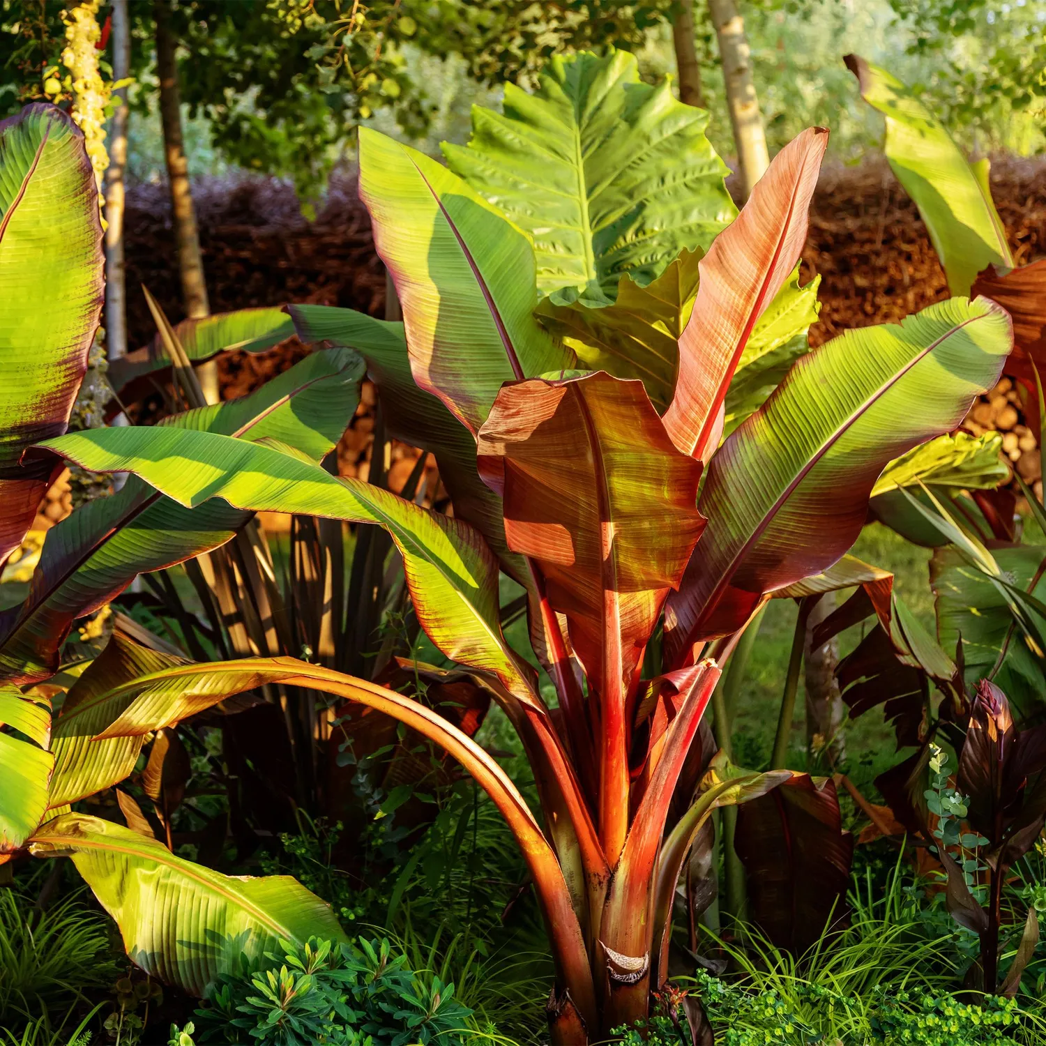 Plant and Stories Bananier Maurelii 2 plants pourpre 30 cm