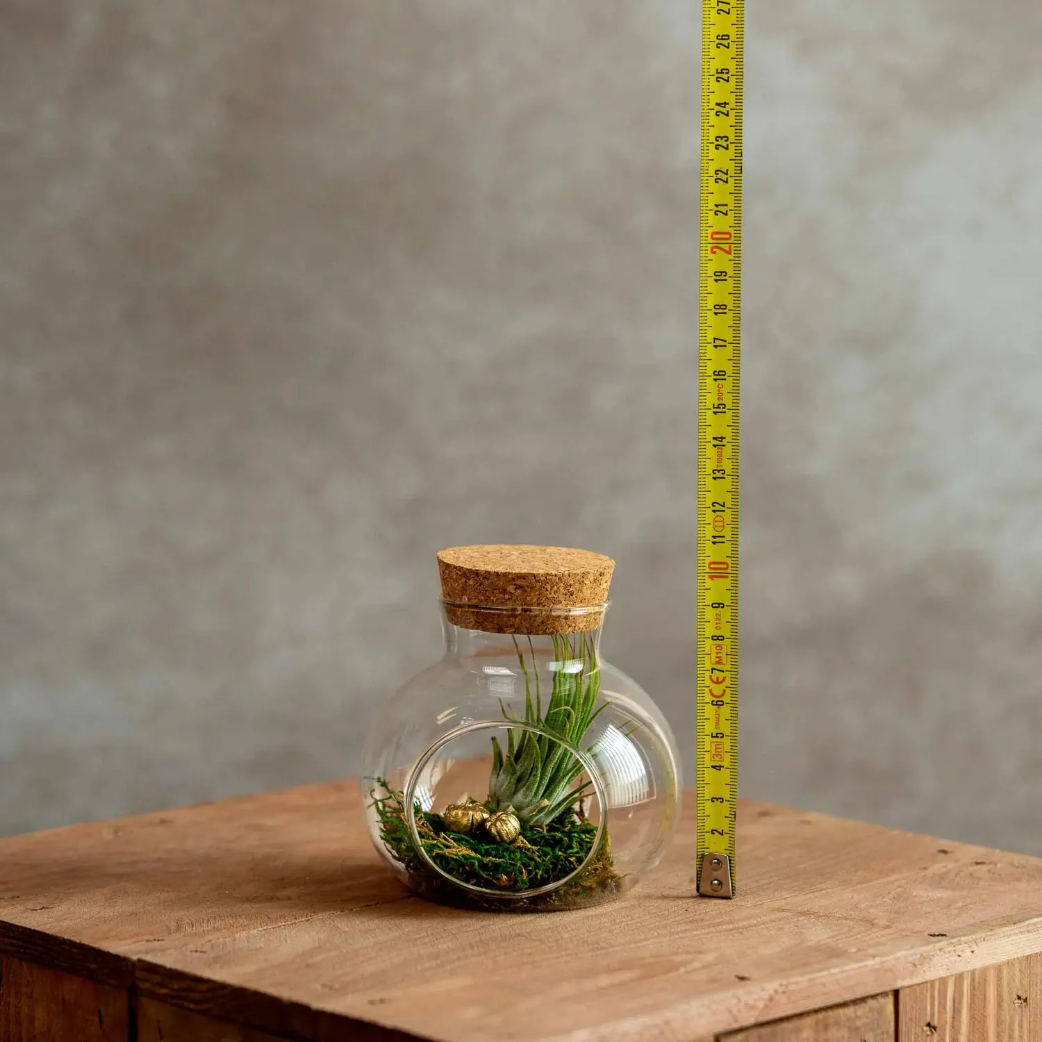 Airplantshop Petit Pot Liège Plante Aérienne Ionantha Mousse