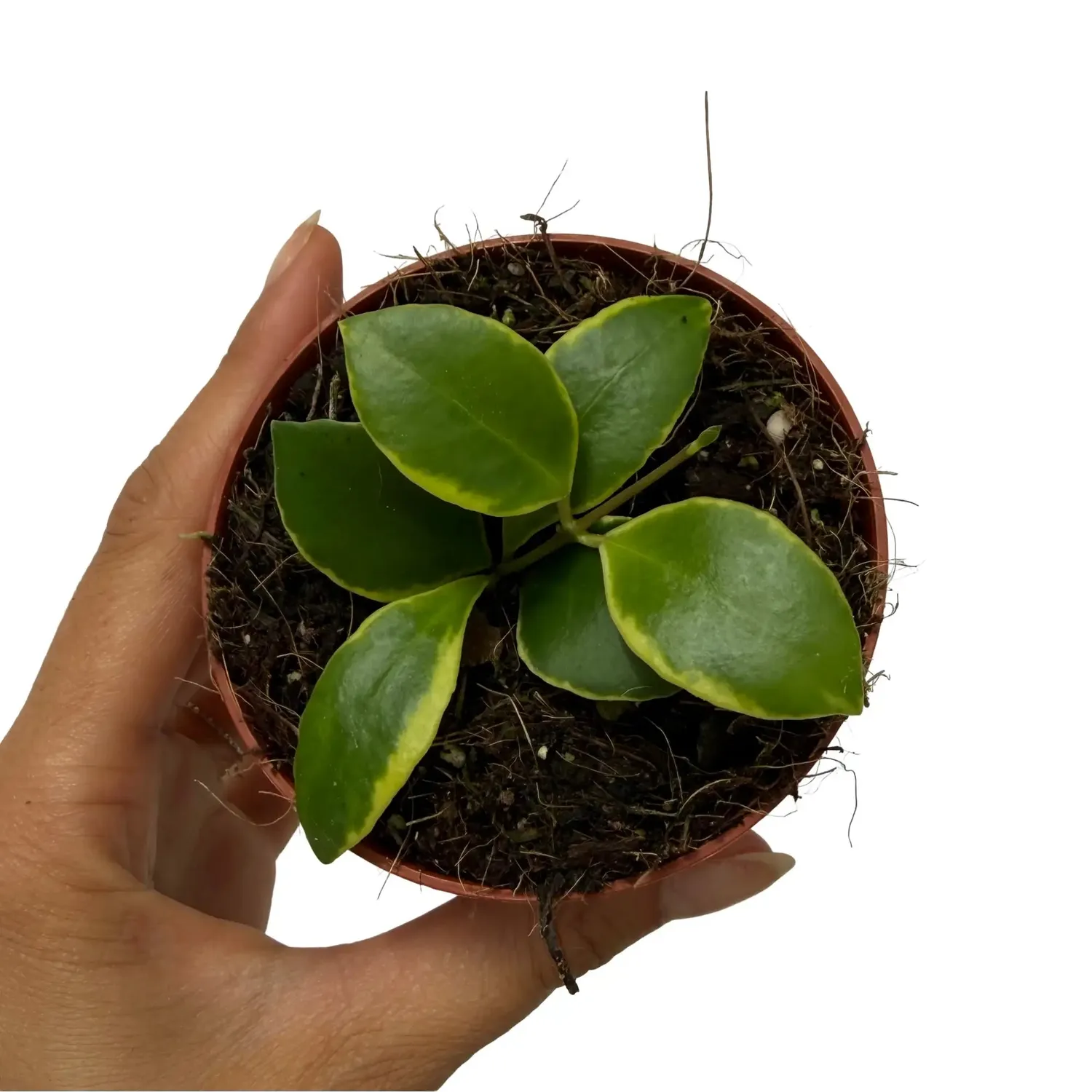 Plant and Stories Hoya Heuschkeliana plante pot 6 cm panaché