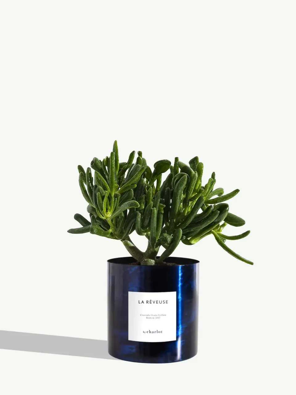 By Charlot La Rêveuse plante d'intérieur standard