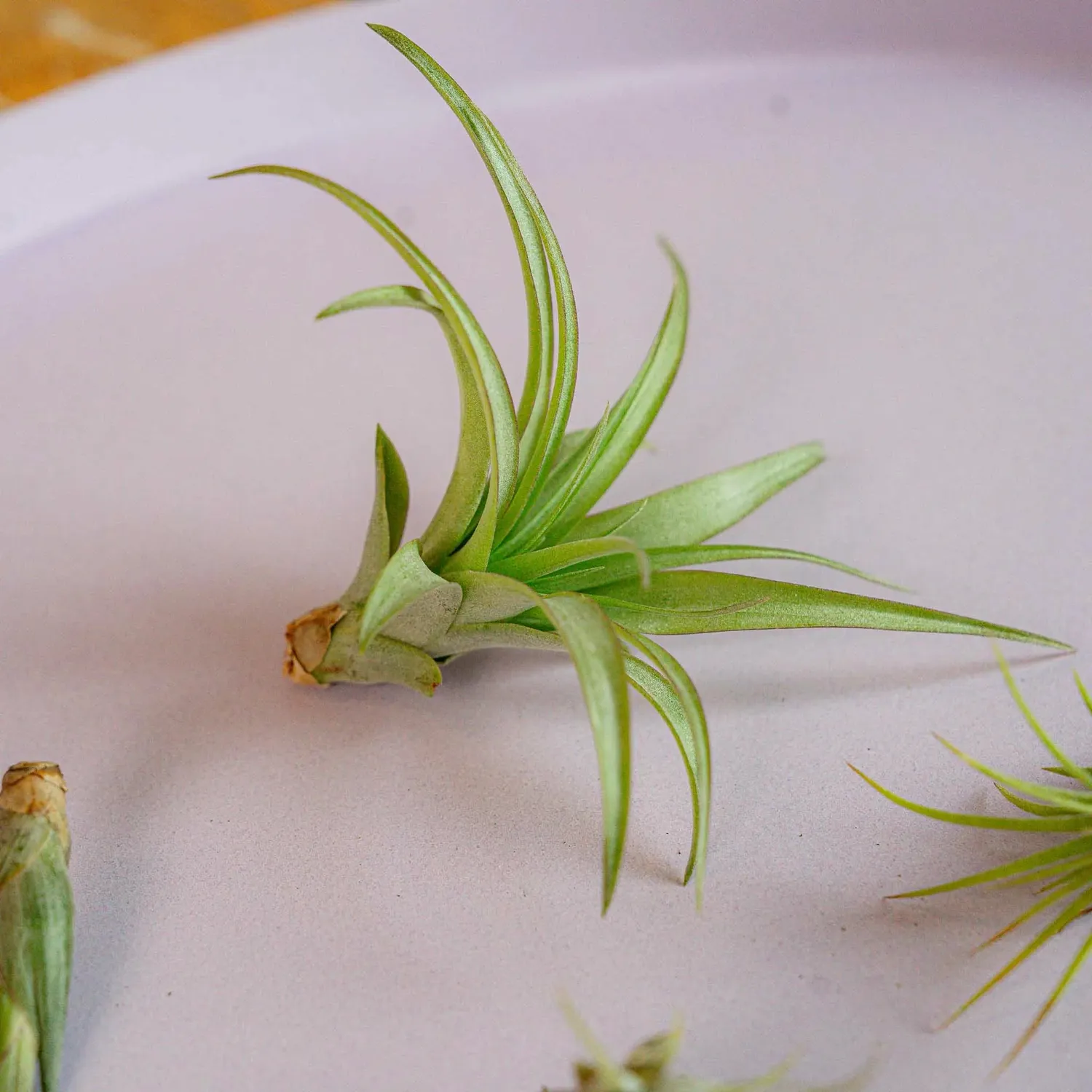 Airplantshop Mini Box coffret 10 tillandsias sans terre