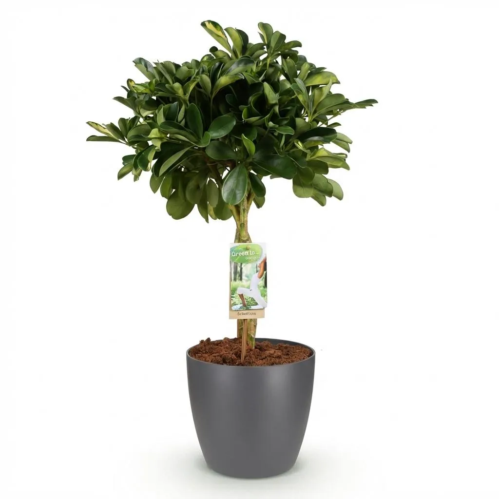 Plant and Stories Gold Capelle schefflera 70-81cm sans pot