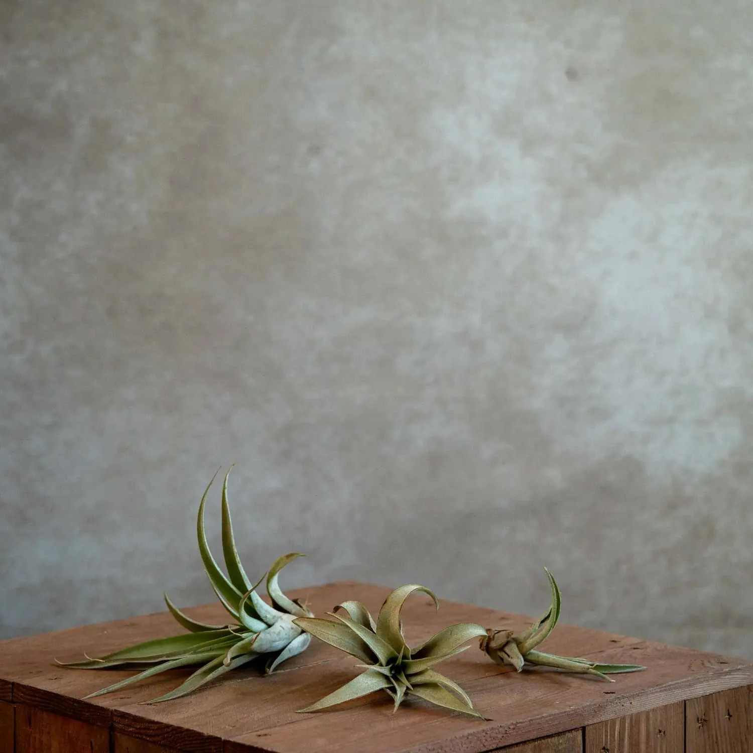 Airplantshop Tillandsia Capitata plante aérienne medium