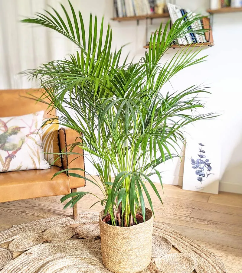 Réconciliation Végétale Pablo palmier areca 120 cm