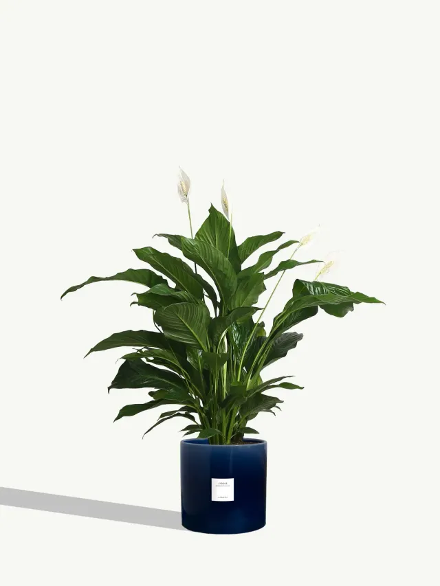 By Charlot L'Idole plante Spathiphyllum 125 cm avec pot XL