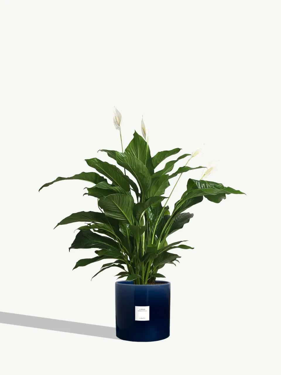 By Charlot L'Idole plante Spathiphyllum 125 cm avec pot XL