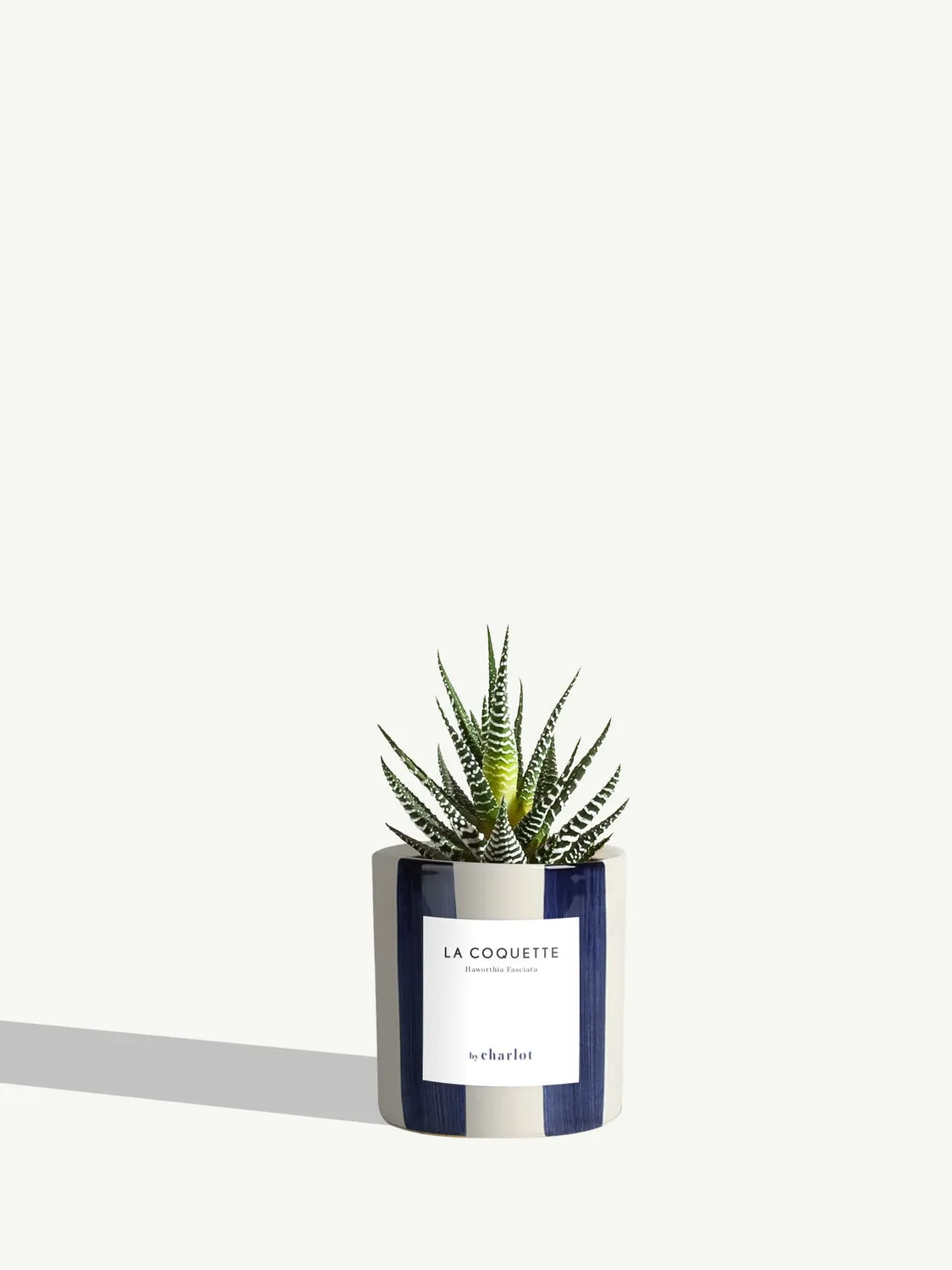 By Charlot La Coquette haworthia succulente pot 8 cm