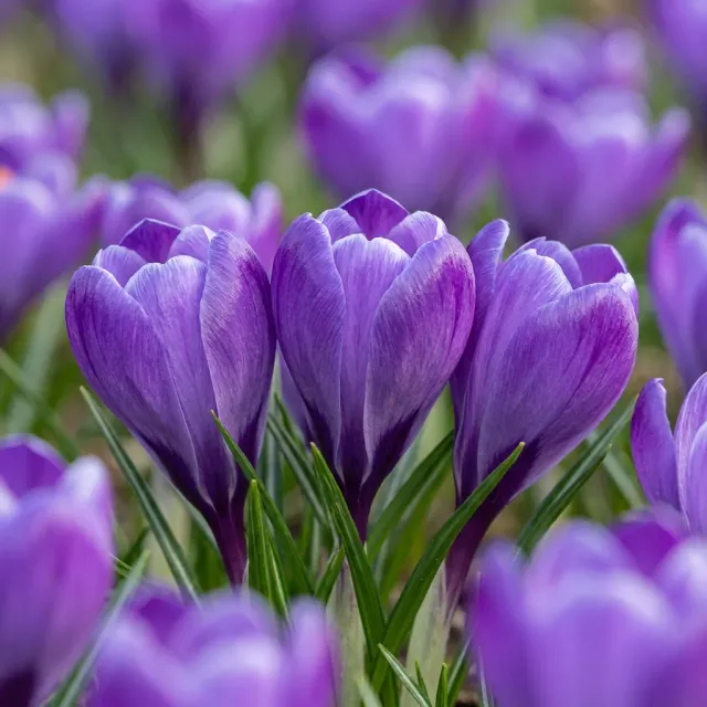 Plant and Stories Crocus mélange bleu bulbes 60 calibre 7/8