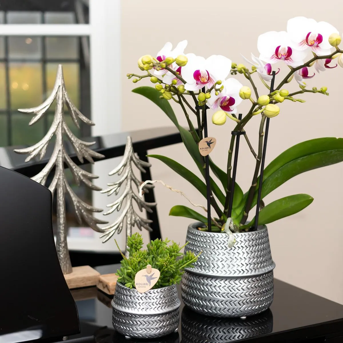 Plant and Stories Phalaenopsis blanche orchidée pot 12 cm