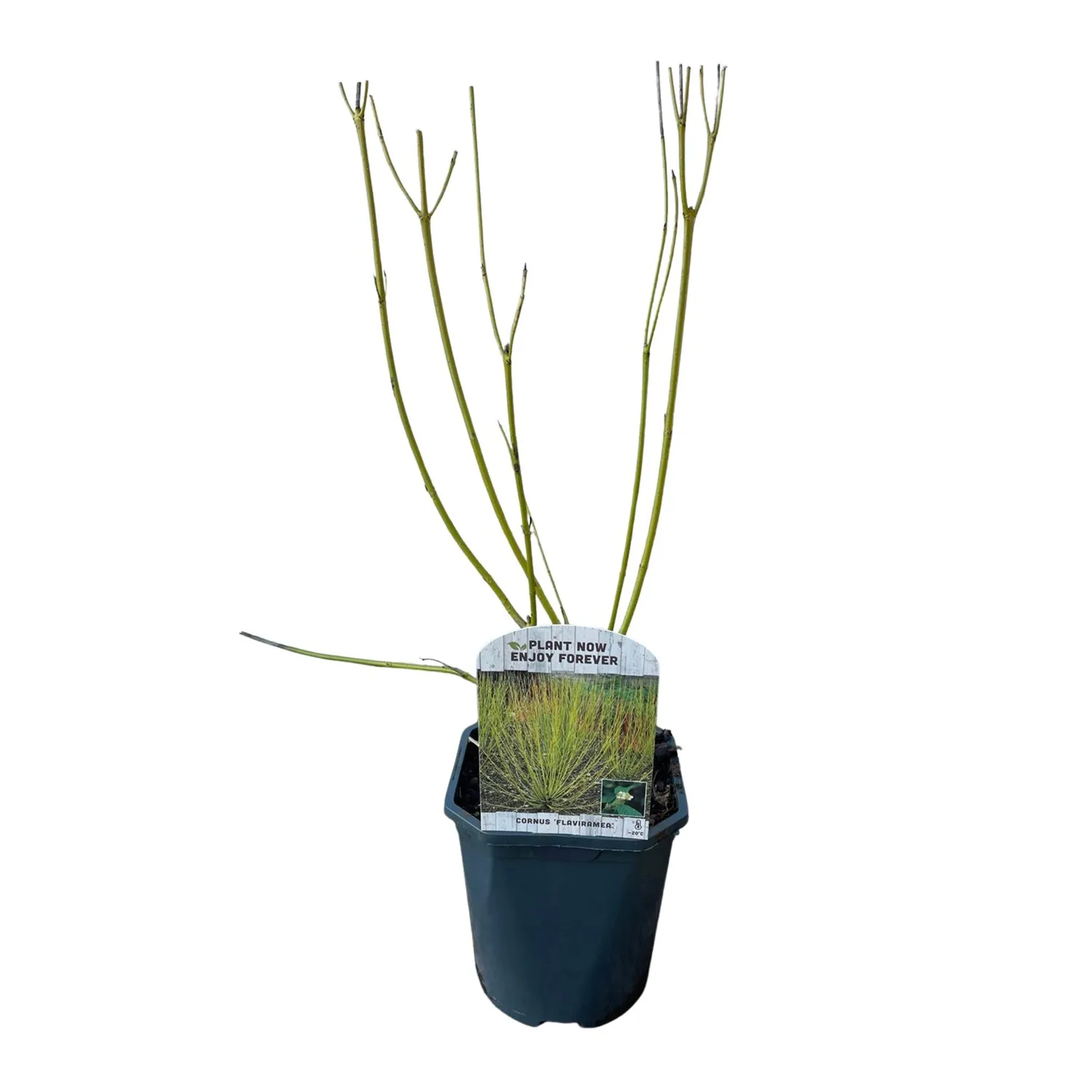 Plant and Stories Flaviramea cornouiller arbuste pot 17 cm