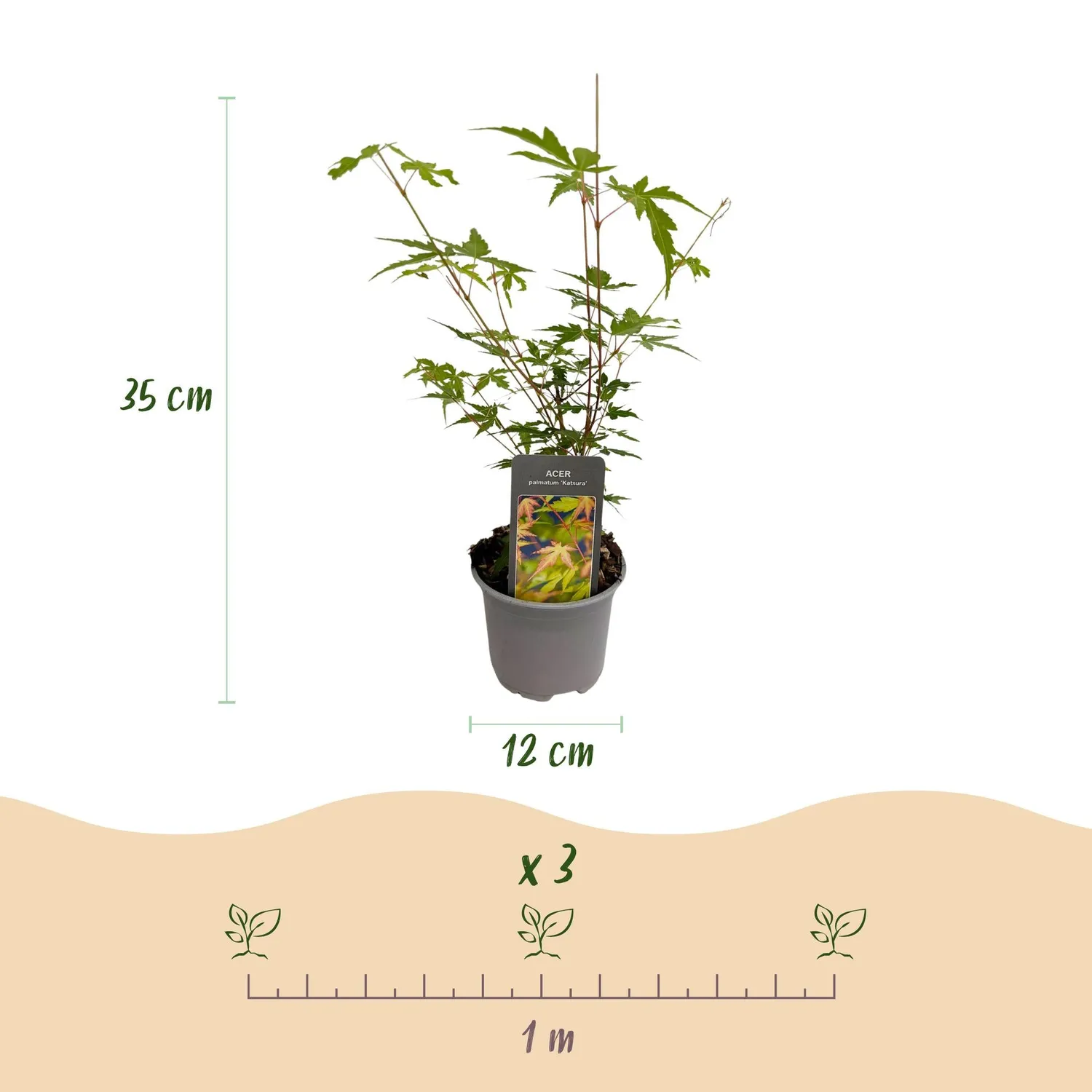Plant and Stories Érable Sangokaku arbuste 1 plant 35 cm