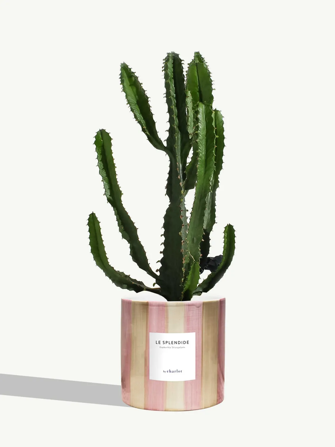 By Charlot Le Splendide euphorbe plante pot 14 cm soleil