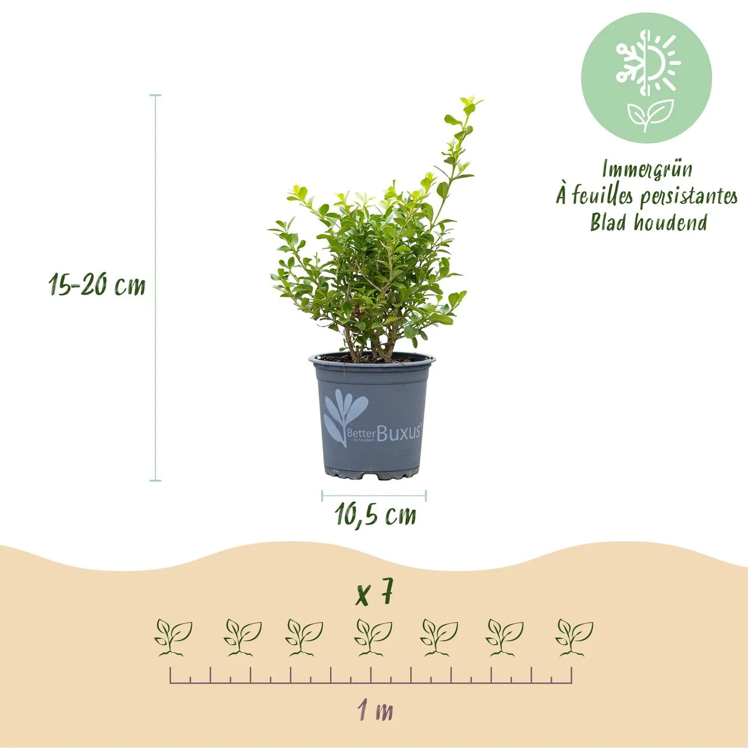 Plant and Stories Babylon Beauty buis haie lot 7 pots 11 cm
