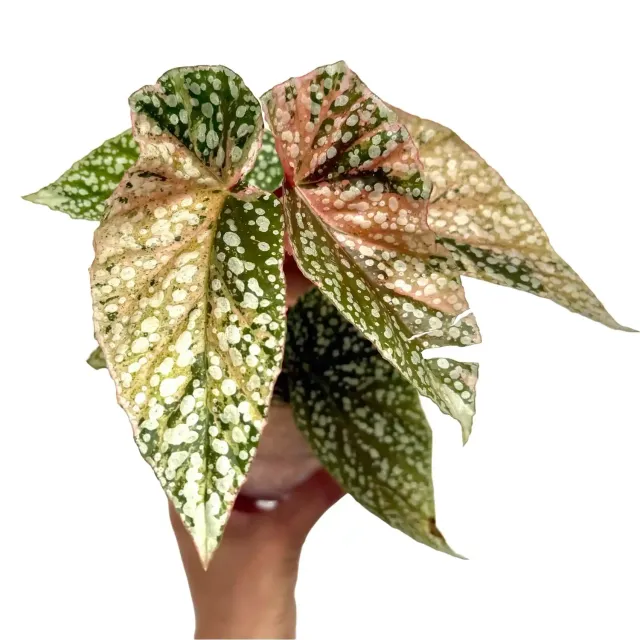 Plant and Stories Begonia Snowcap Variegata plante pot 7 cm