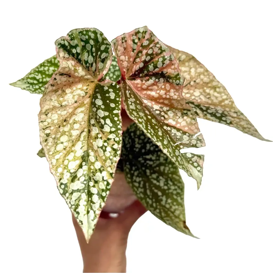 Plant and Stories Begonia Snowcap Variegata plante pot 7 cm