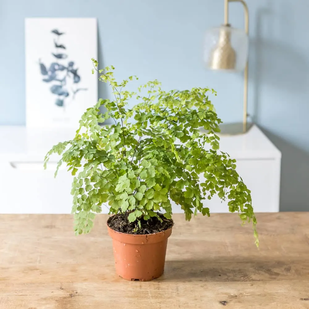 Réconciliation Végétale Melissa fougère intérieure Adiantum Fragrans