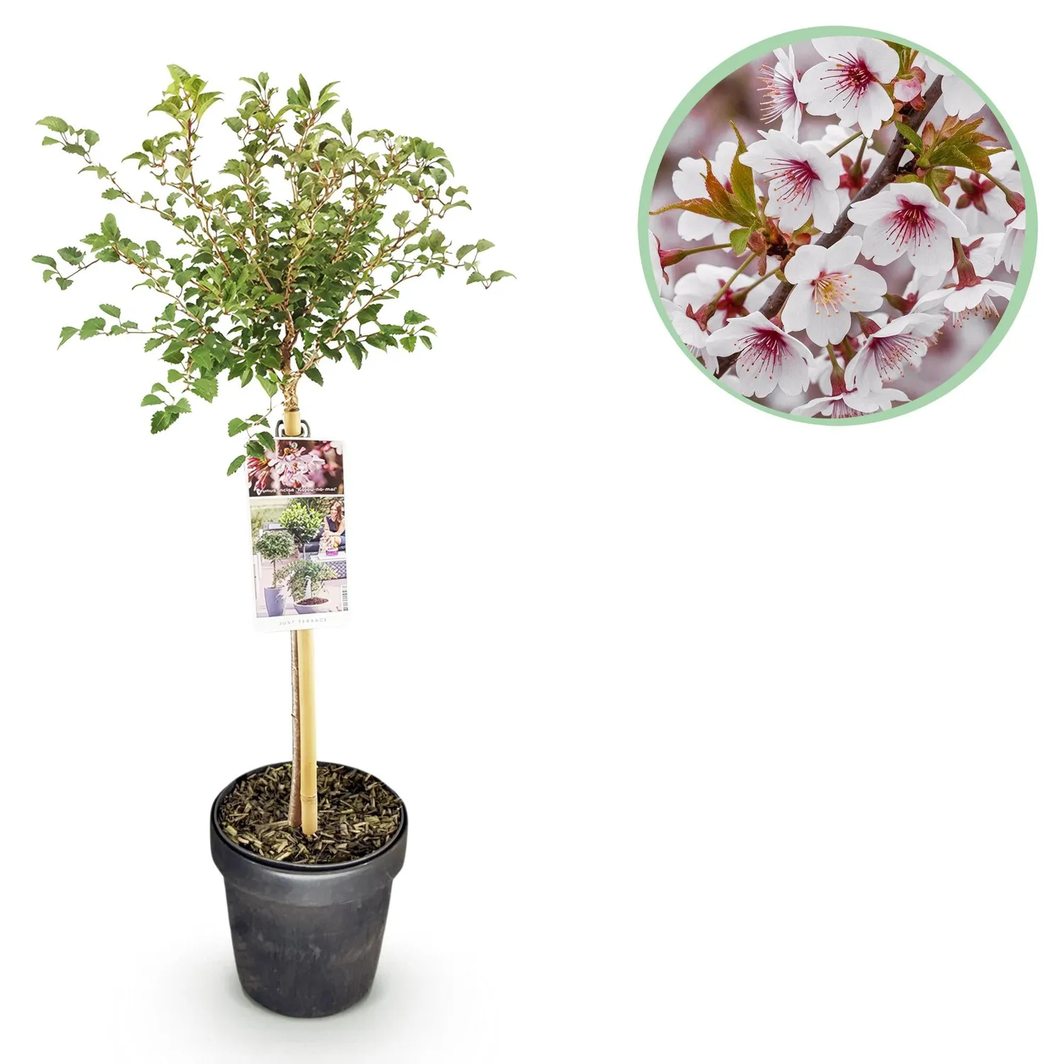 PLANT AND STORIES Prunus Koujou-no-mai cerisier 90 cm pot 19 cm
