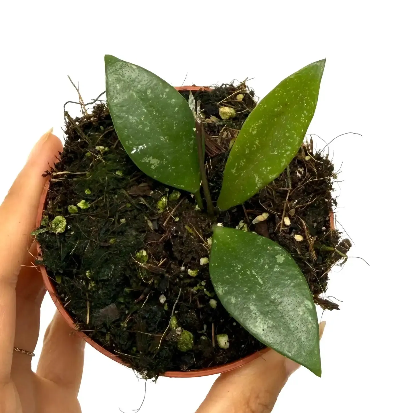 Plant and Stories Hoya sp Cianjur liane pot 8cm veloutée