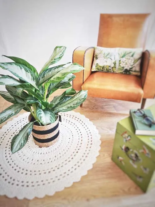 Réconciliation Végétale Naomi aglaonema plante verte marbrée