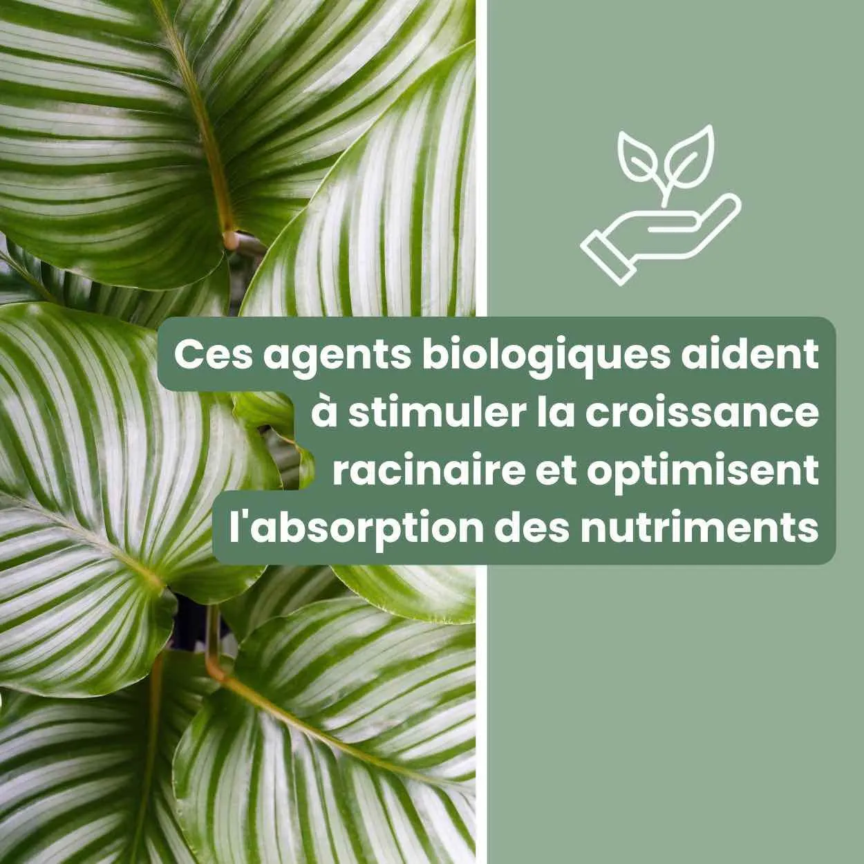 Plant and Stories Terreau Calathea Maranta Premium mycorhizes