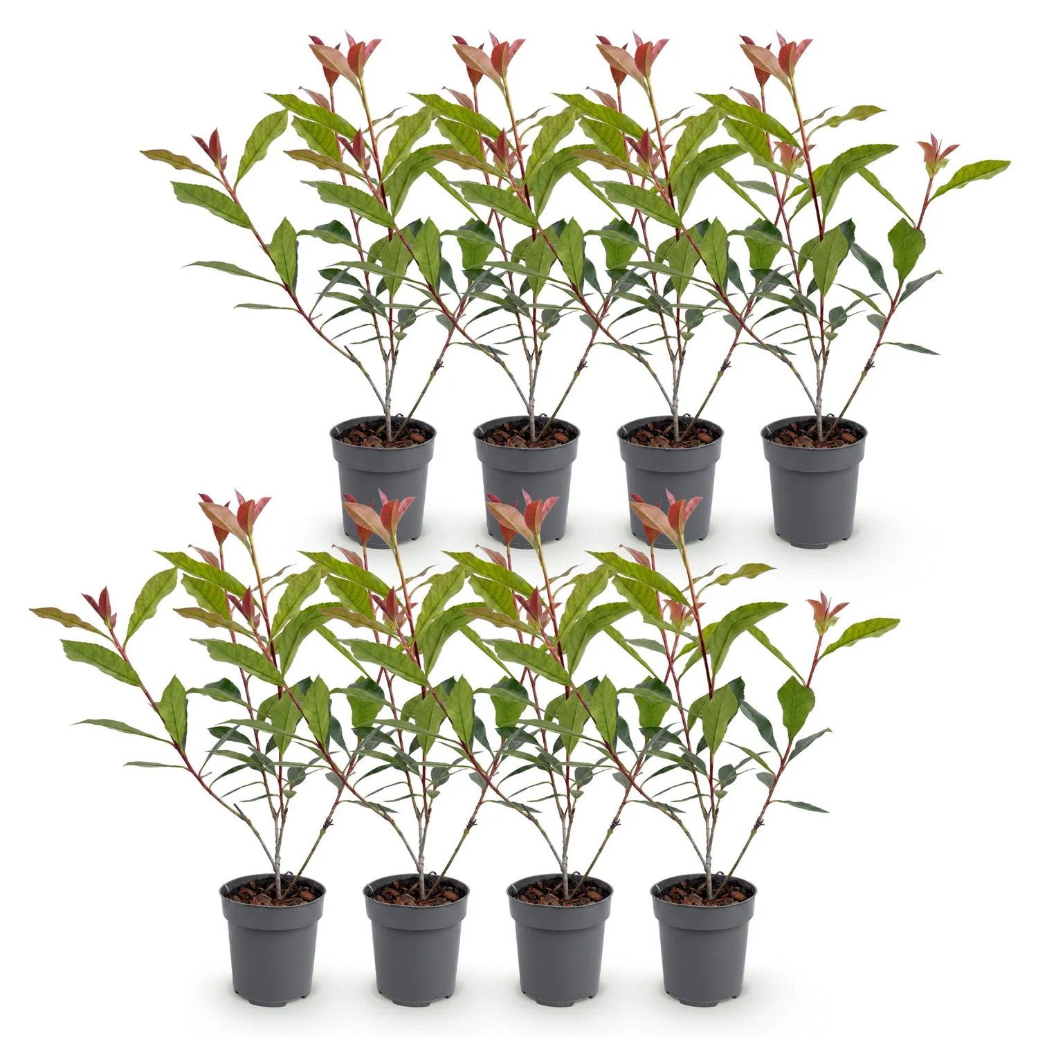 Plant and Stories Carré Rouge photinia haie pot 9 cm 25 cm