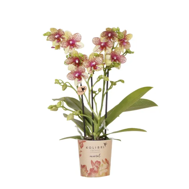 Plant and Stories Grosseto orchidée phalaenopsis orange pot 9 cm