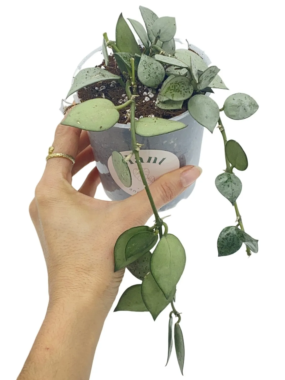 Plant and Stories Hoya Silver Eskimo plante d’intérieur pot 6 cm argenté