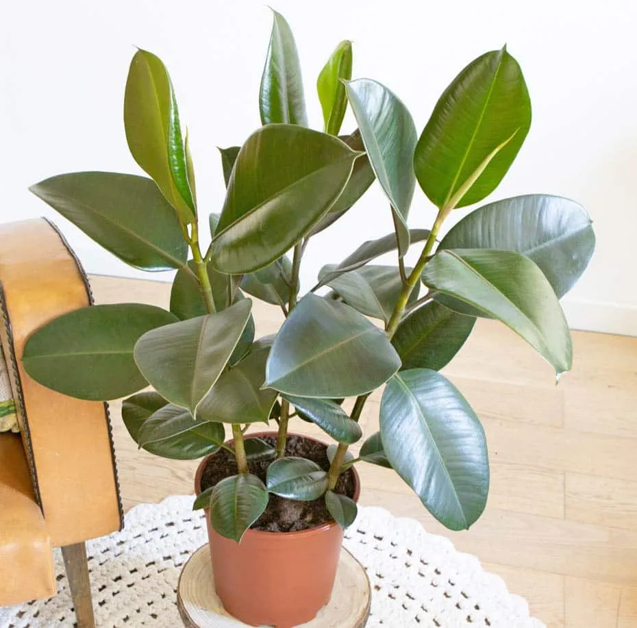 Réconciliation Végétale Côme ficus elastica plante verte 3 pieds facile