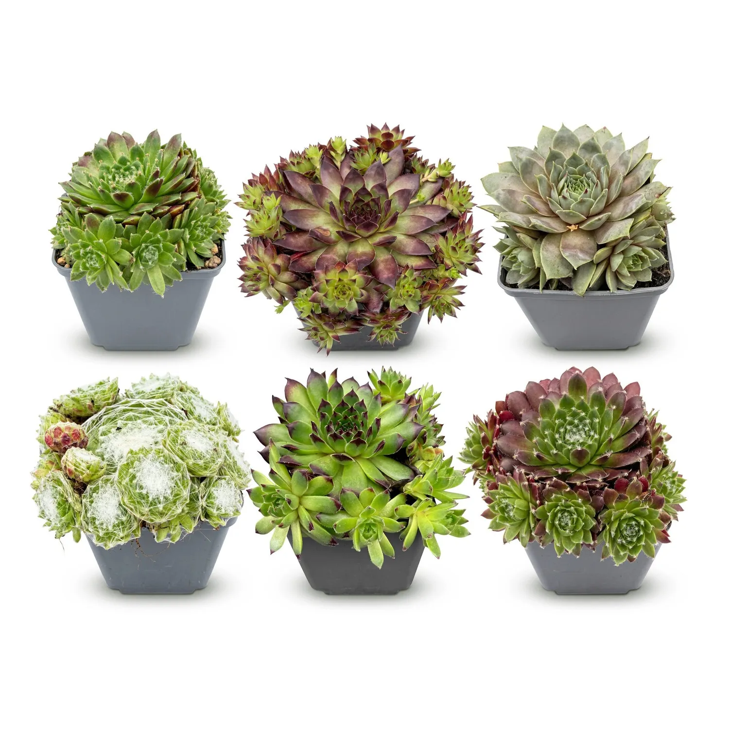 Plant and Stories Joubarbe Big Sam succulente lot 6 pot 7cm