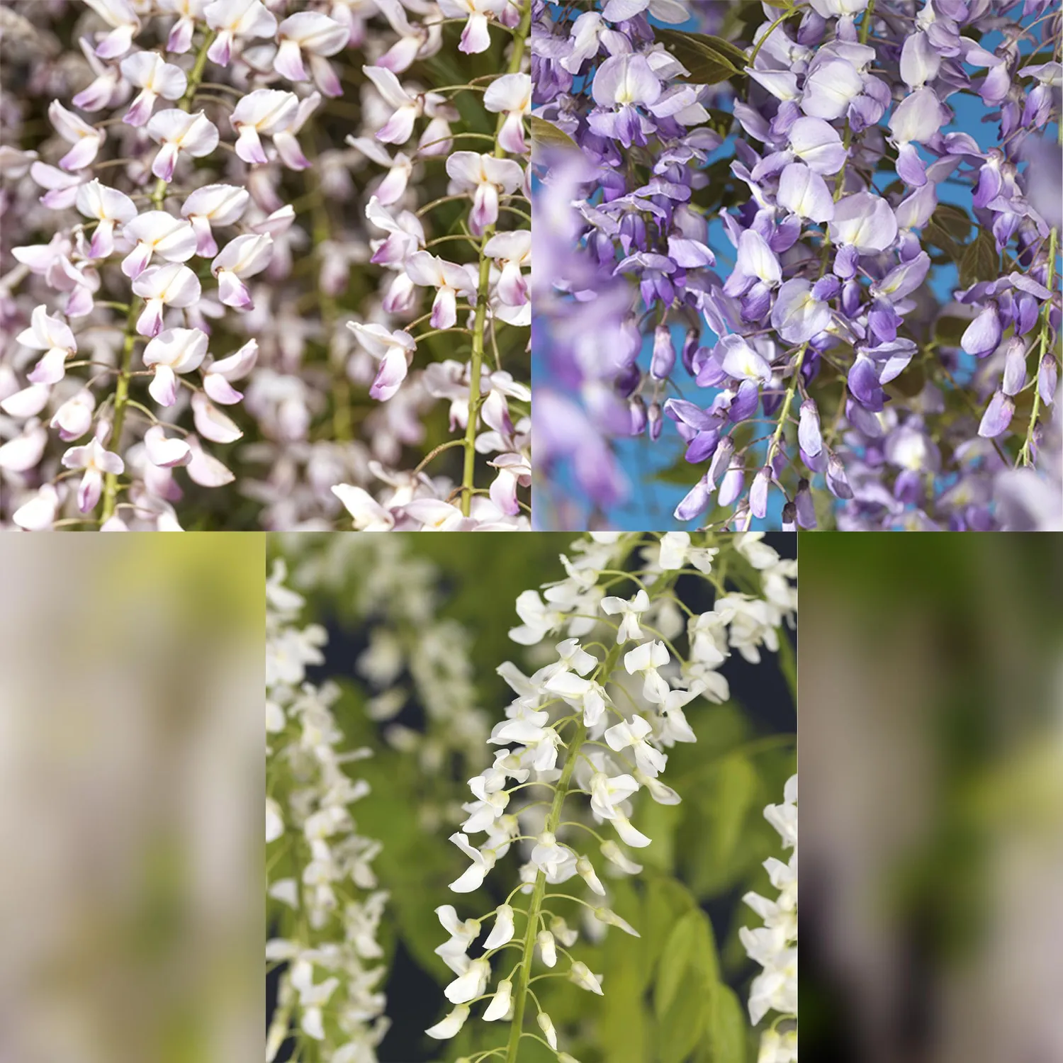 Plant and Stories Tricolour glycine grimpante lot 3