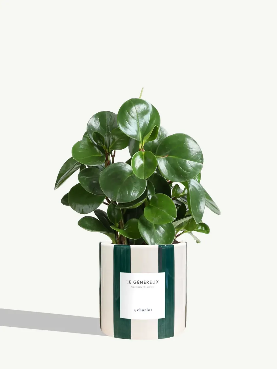 By Charlot Le Généreux Céramique Rayé Vert plante verte