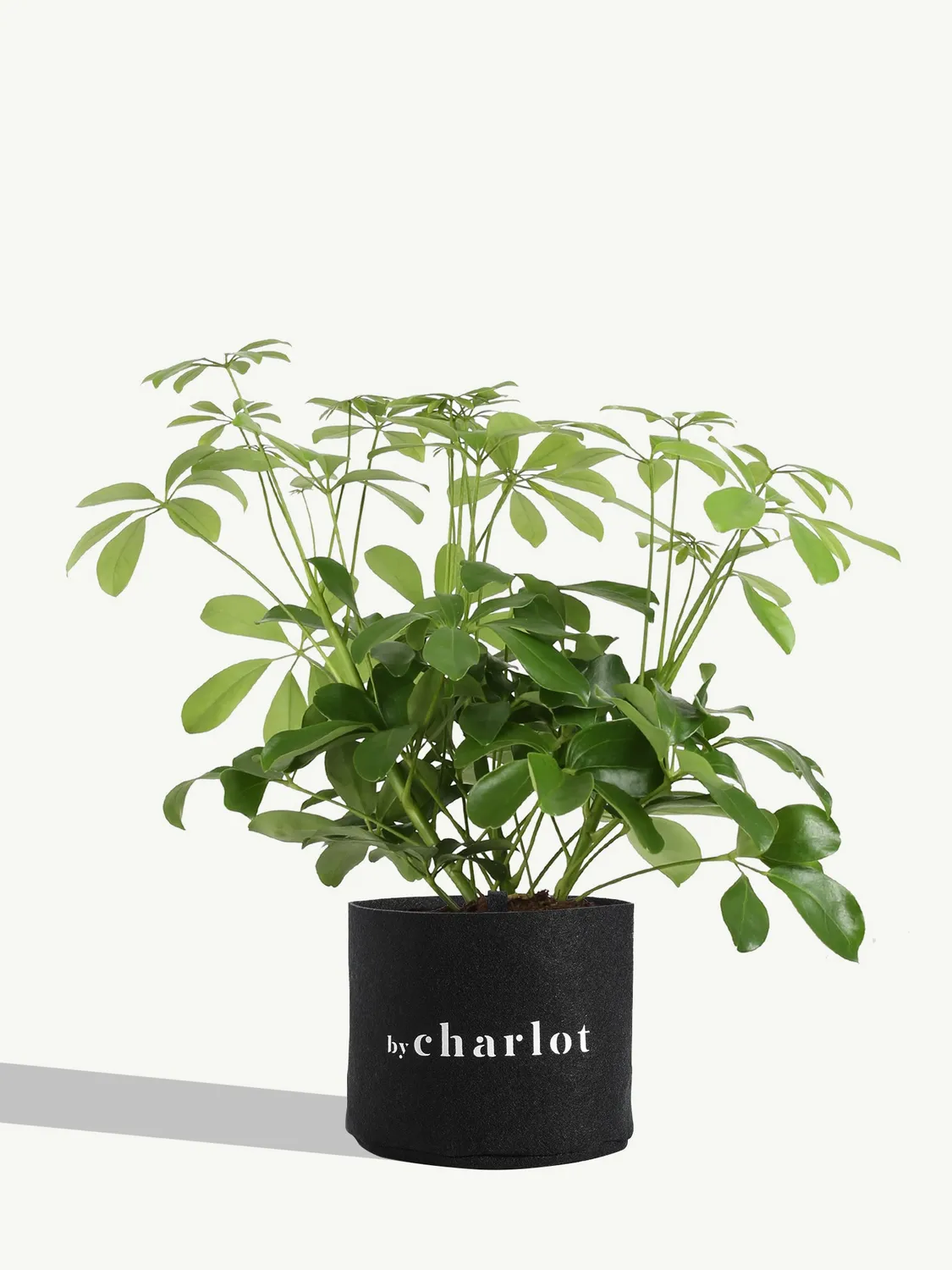 By Charlot La Pétillante plante schefflera 45 cm lumineuse