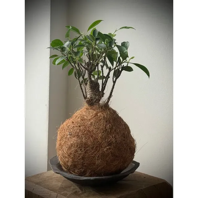Oh My Green Ficus Retusa cocodama taille M fibre coco