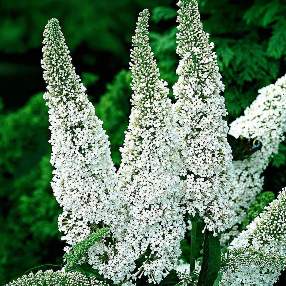 Plant and Stories Buddleja White Profusion arbuste pot 17 cm mellifère