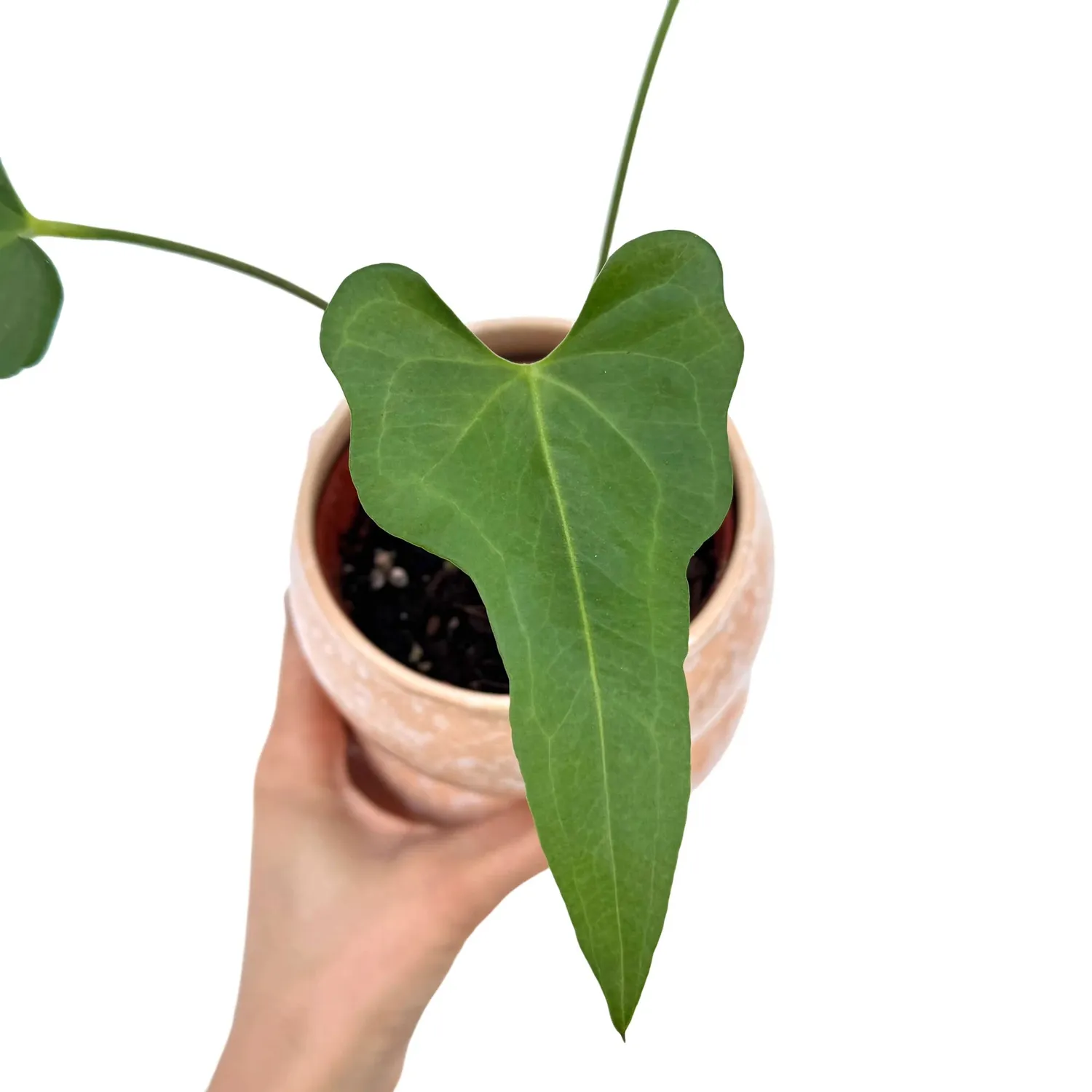 Plant and Stories Anthurium Podophyllum plante verte pot 9 cm