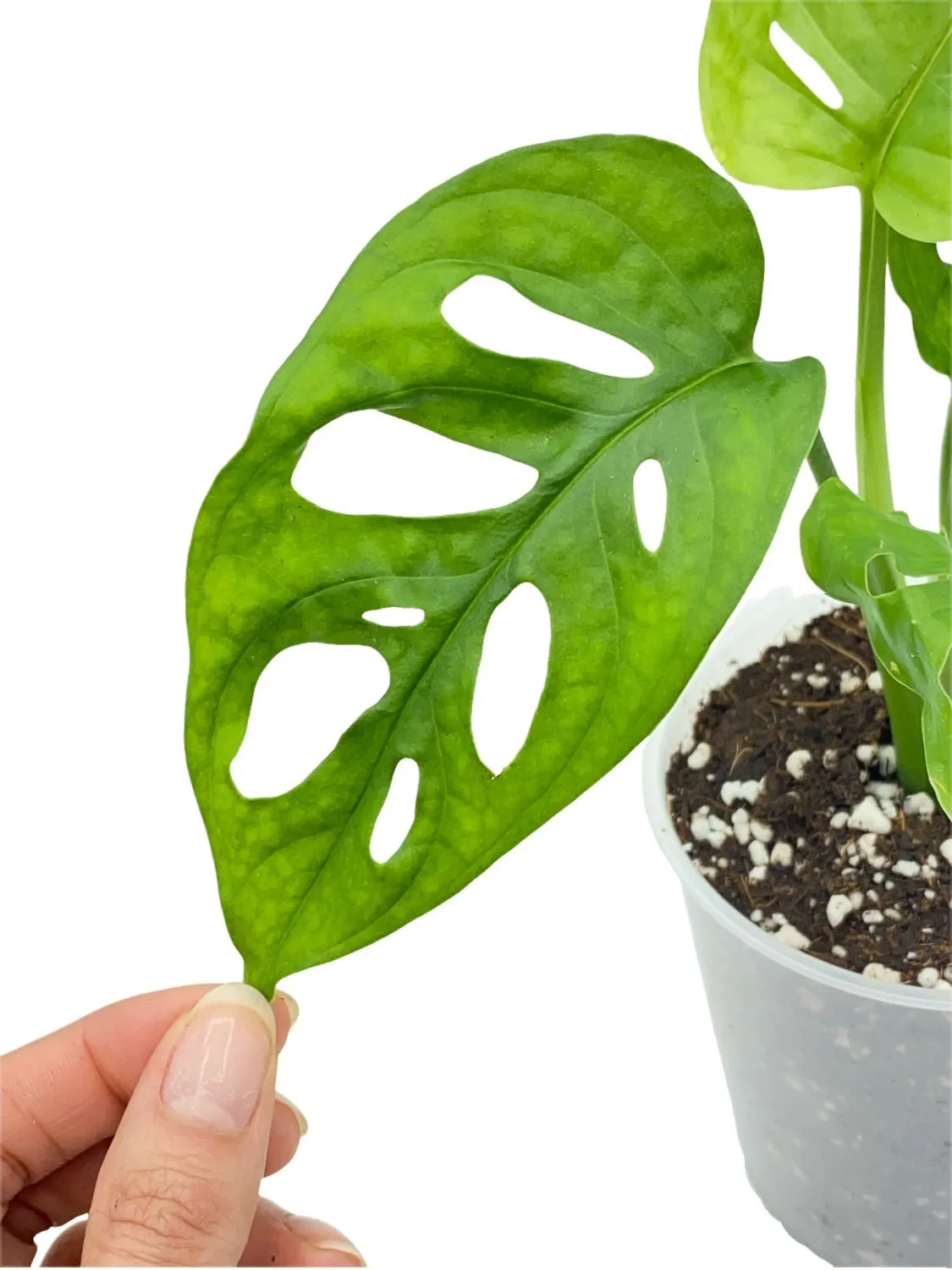 Plant and Stories Monstera Adansonii plante pot 6 cm ajourée