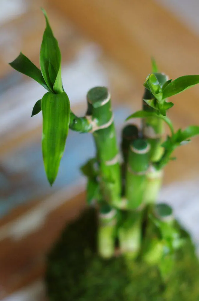 Aquaphyte Kokedama Lucky Ni dracaena porte-bonheur