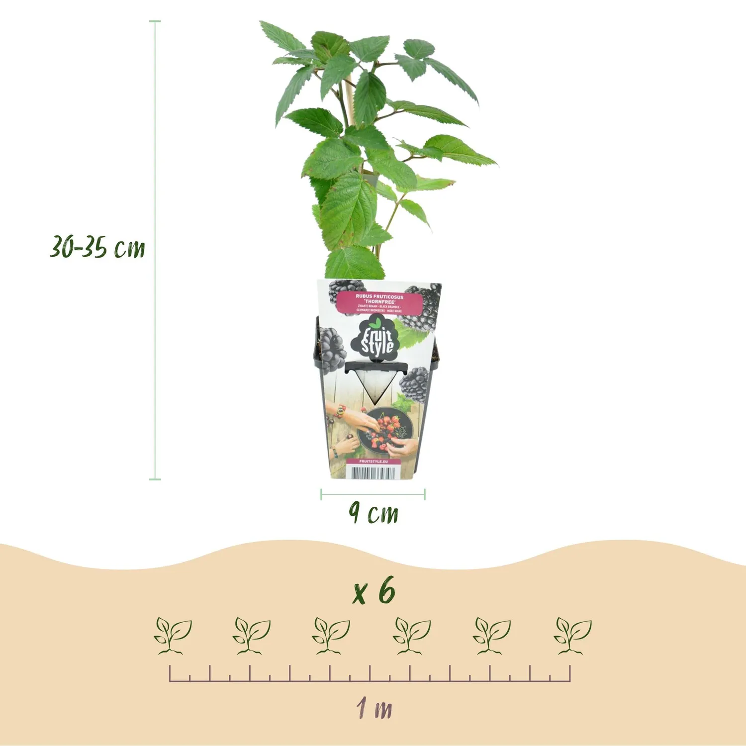 Plant and Stories mûre Thornfree ronce 3 plants sans épines